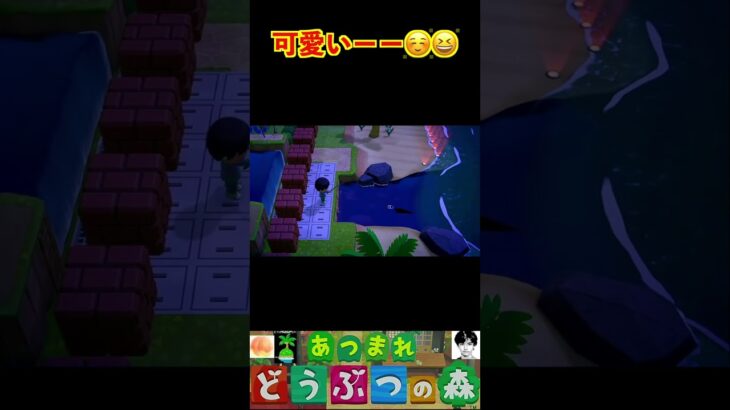 可愛いーー☺️😆 #あつまれどうぶつの森 #shorts #あつ森