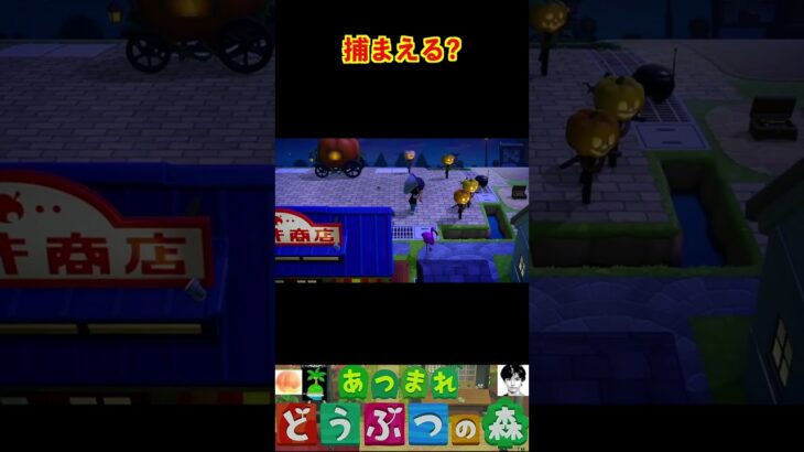 捕まえる? #あつまれどうぶつの森 #shorts #あつ森