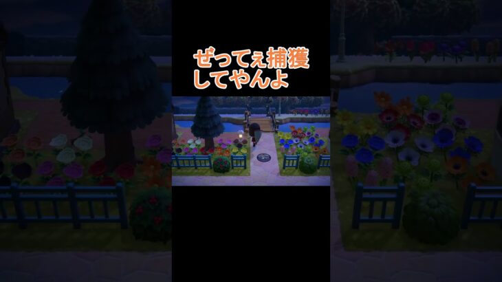 再会の猛毒(クモ)【あつ森】 #shorts #あつ森 #あつまれどうぶつの森 #animalcrossing #animalcrossingnewhorizons #acnh #switch