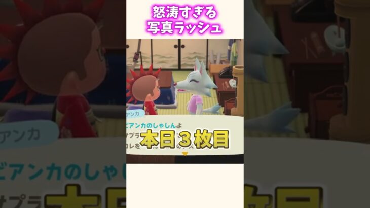 なんで！？写真貰いすぎでは！？！？【あつ森】