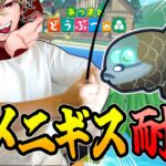 【あつ森】激レア魚”デメニギス”を釣るまで寝ない漫画家の耐久配信【実写配信】【まつん】