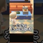 【#あつ森 】ニワトリの住民の誕生日だったのでプレゼントを考えたよ🎁#あつまれどうぶつの森 #あつま#どうぶつの森