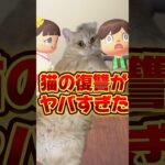 飼い猫の復讐がヤバすぎた/あつ森アニメ#あつまれどうぶつの森