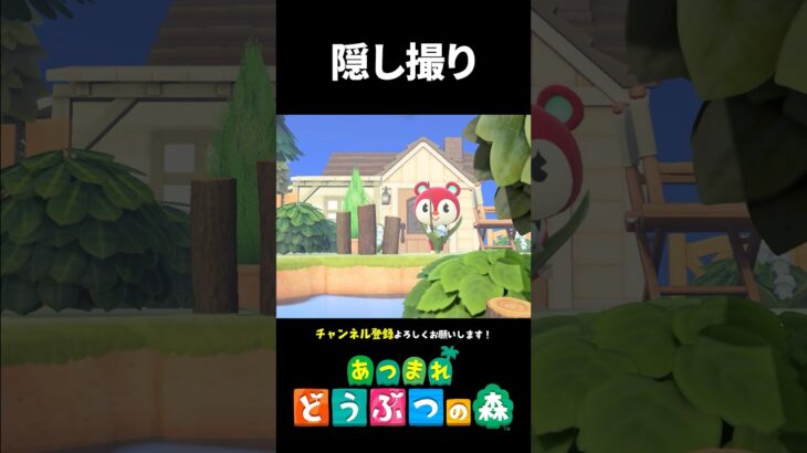 【あつ森】可愛いグミさんを隠し撮りしてみた