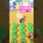 うちの島の畑　#あつ森　#畑