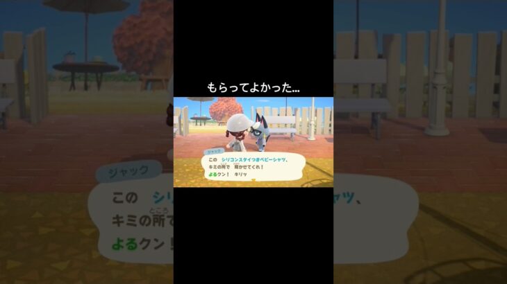 これで輝くことはできないけど[あつ森]