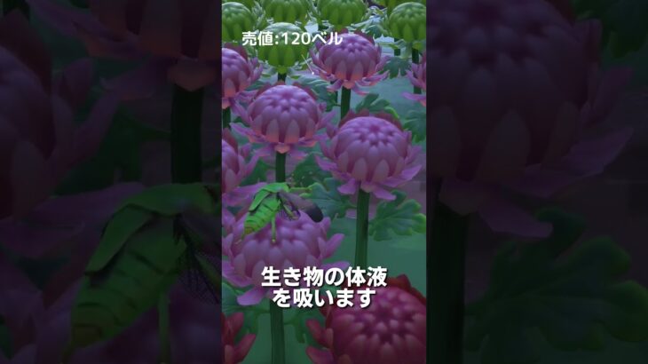 【あつ森】ムシ図鑑│カメムシ