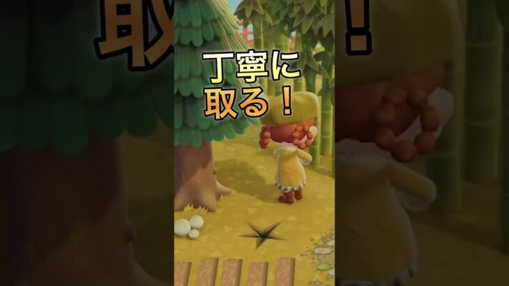 【あつ森】秋はきのこ狩り🍄＃ハピパラ＃あつ森＃ハピパラ＃リッキー