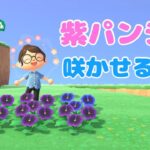 【あつ森】紫パンジーを自力で咲かせたい！サブ島で花交配ライブ🌼【あつまれどうぶつの森】