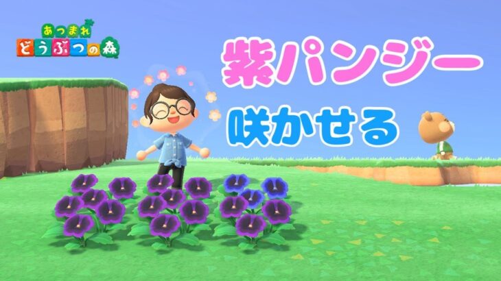 【あつ森】紫パンジーを自力で咲かせたい！サブ島で花交配ライブ🌼【あつまれどうぶつの森】