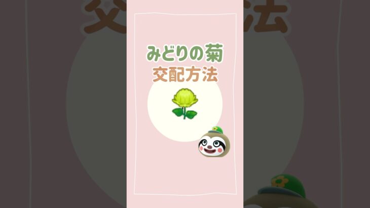 【あつ森】万能すぎる！？みどりの菊の交配方法！