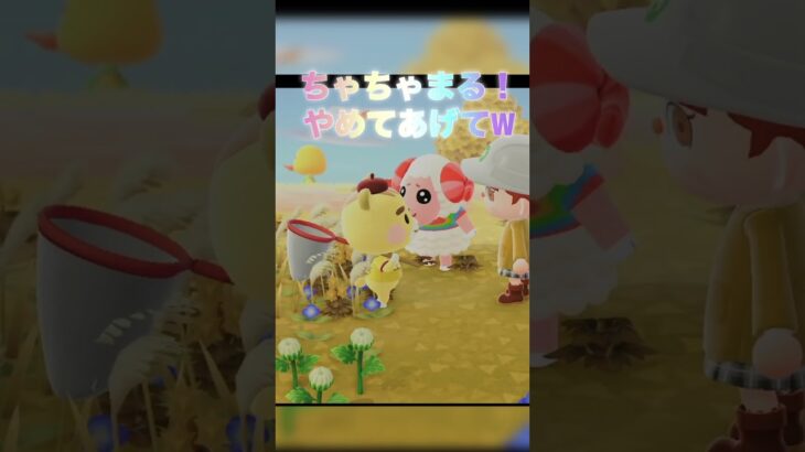 【あつ森】スパルタなちゃちゃまる🐏＃ハピパラ＃あつ森＃ハピパラ＃ちゃちゃまる
