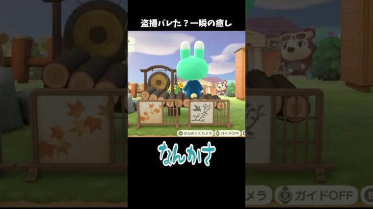 盗撮バレた？一瞬の癒しに感謝ｗ #あつ森 #ききゆん 【嬉々桜ゆん】