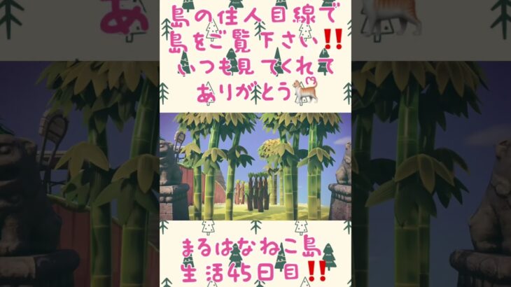 まるはなねこ島紀行‼️ #あつまれどうぶつの森 #あつ森