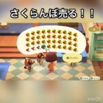 さくらんぼ売ってお金を稼ぐ　#vlog #あつ森 #あつまれどうぶつの森 #こはくちゃんねる2424 #animalcrossing #asmr #acnh #shorts