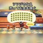 ツツジのなえ売ってお金を稼ぐ　#vlog #あつ森 #あつまれどうぶつの森 #こはくちゃんねる2424 #animalcrossing #asmr #acnh #shorts