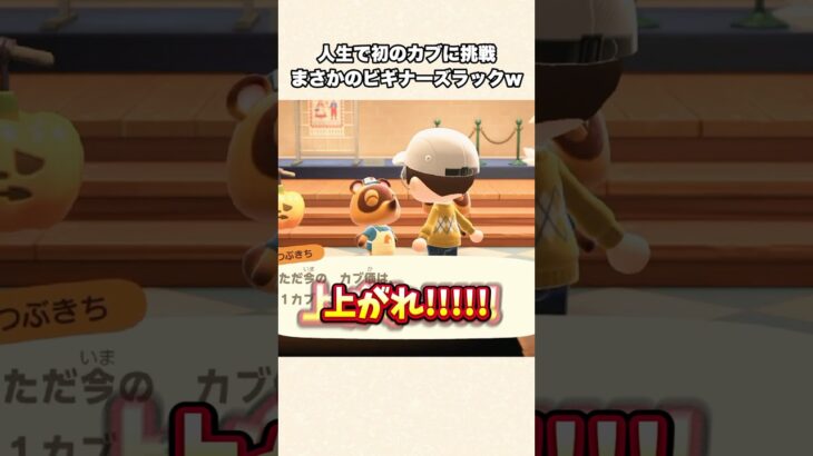 【あつ森】初めてのカブで大儲け！？まさかのビギナーズラックw【あつまれどうぶつの森】#shorts #あつ森