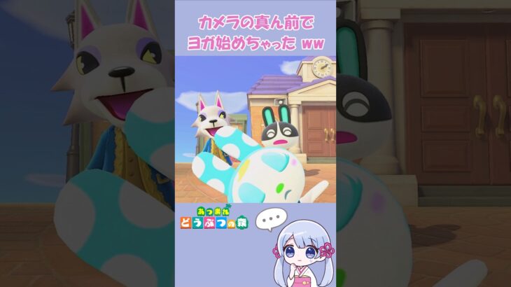 【あつ森】他の子を撮ってるのに 視線ぜんぶ持ってくフランソワ ww　　　　　　　　　　　　　　　　　　　　　　　　　　　　#あつ森 #あつまれどうぶつの森 #acnh #shorts #つくよみちゃん