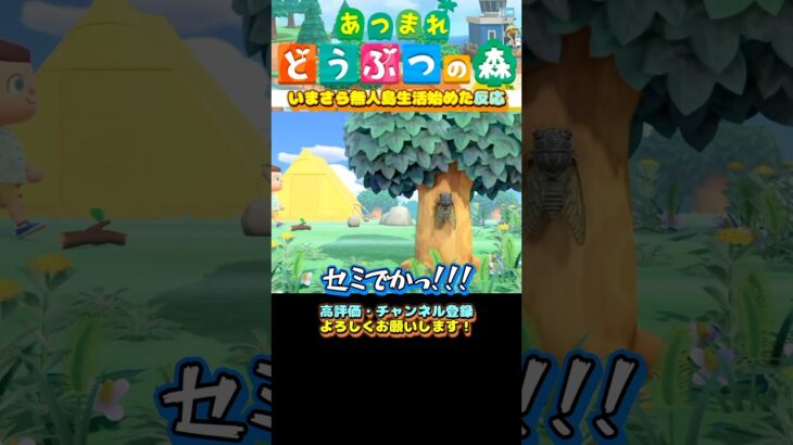 2025年12月からあつ森始めました #shorts #あつ森 #switch2 #のんびり