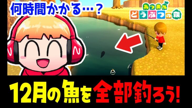 (あつ森/生放送#27)12月から釣れる魚を全種類釣るライブ【西田のあつ森初見反応ライブ】