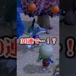 【離島ガチャ】30連でまさかの…！？【配信切り抜き】#shorts #あつ森 #あつまれどうぶつの森 #離島ガチャ #たぬきち
