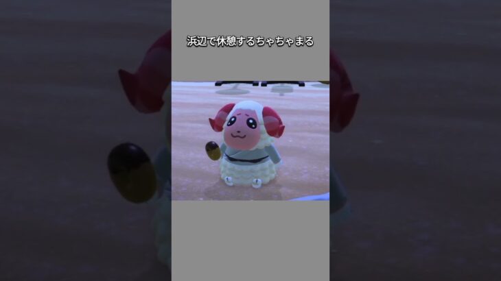 【あつ森】浜辺で休憩するちゃちゃまる😋🍩【あつまれどうぶつの森】【どうぶつの森】【ACNH】 #short