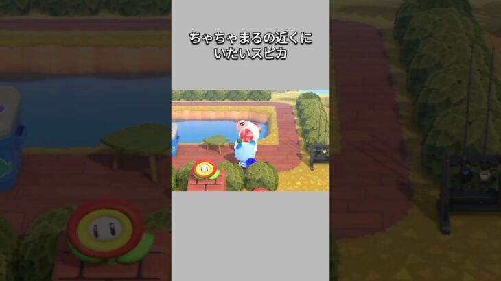 【あつ森】ちゃちゃまるのすぐ近くに座るスピカ🥰ちゃちゃまるが気になる？🤭【あつまれどうぶつの森】【どうぶつの森】【ACNH】 #short