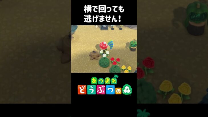 横で回っても逃げません！【あつ森】【ACNH】【あつまれどうぶつの森】#shorts #あつ森
