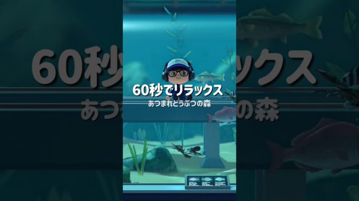 【あつ森ASMR】60秒でリラックスできるあつ森の水族館 ASMR  #あつ森 #あつまれどうぶつの森 #shorts #asmr #animalcrossing