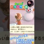 【あつ森】カンペキ💮ダス！(笑)雪だるまさんから褒められちゃった⛄❄😊 #どうぶつの森 #AnimalCrossing #ACNH #NintendoSwitch