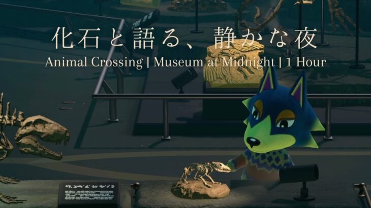 【あつ森/作業用BGM】静かな博物館で化石を眺める夜🪶 A Calm Moment at the Museum at Night / Animal Crossing