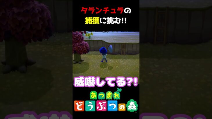 初タランチュラGETだぜ!! #あつ森  #shorts #けいとかんな