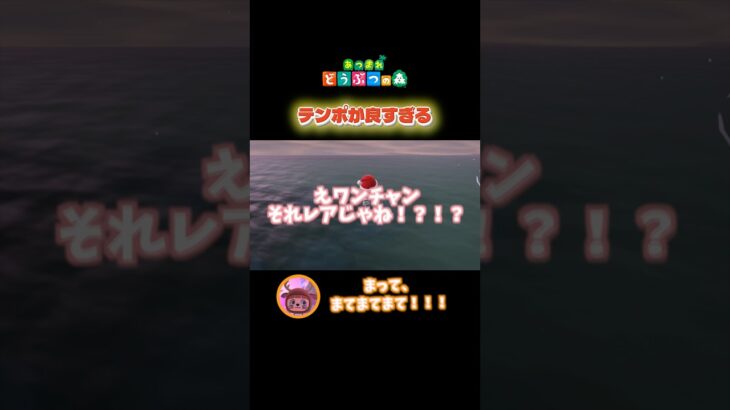 【あつ森捕獲TA】さすがに豪運すぎてめっちゃ驚いた！ww #shorts #あつ森 #あつまれどうぶつの森 #ゲーム実況 #島クリ #vtuber #新人vtuber #個人vtuber #切り抜き