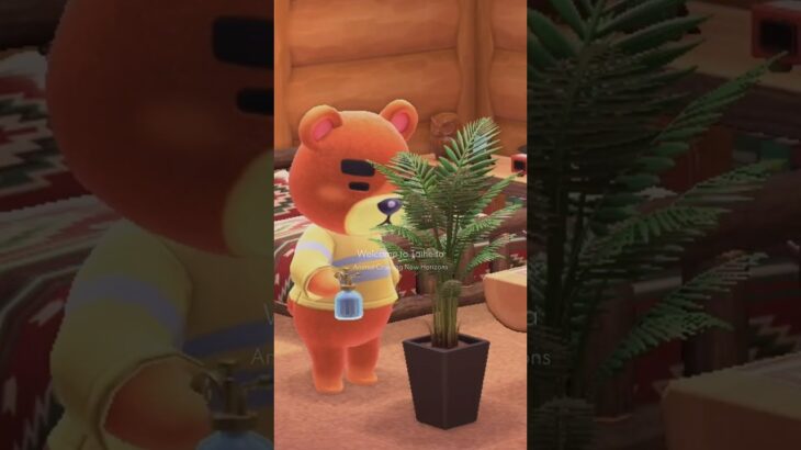 【あつ森】Welcome to Taiheita🐻🏠