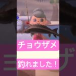 おっきなチョウザメ、釣れました〜！#あつ森 #あつまれどうぶつの森 #どうぶつの森 #acnh #島紹介