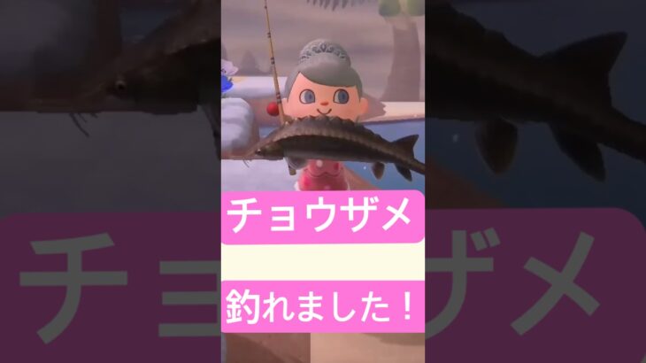 おっきなチョウザメ、釣れました〜！#あつ森 #あつまれどうぶつの森 #どうぶつの森 #acnh #島紹介