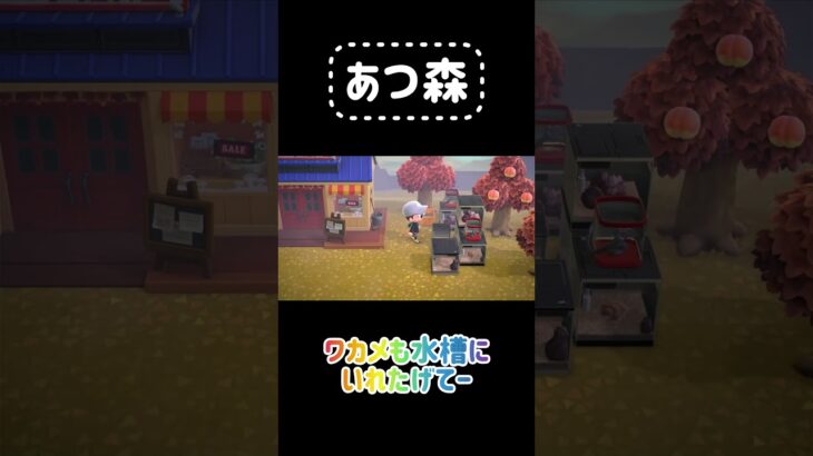 【あつ森】ワカメの置き方よ… #あつ森 #あつまれどうぶつの森 #スプラ #animalcrossing