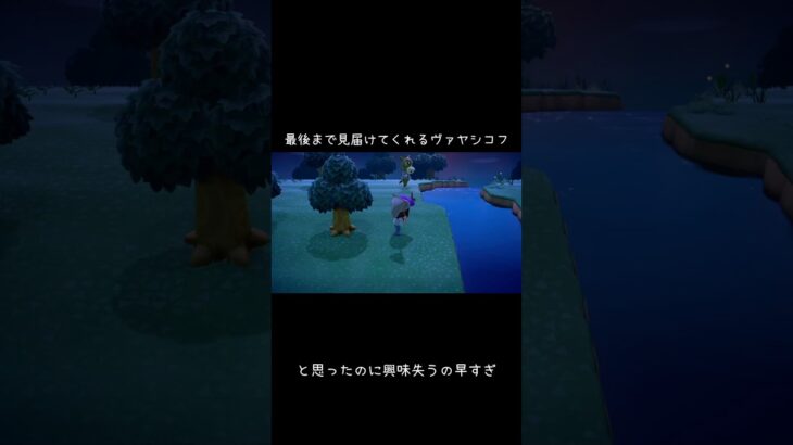 見守り役のヴァヤシコフ、成功した瞬間に興味ゼロ#あつ森 #どう森#どうぶつの森   #島生活 #カップル実況 #ゲーム実況#animalcrossing
