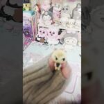 どうぶつの森ハッピールーム🌷.*#どうぶつの森#あつ森#ハッピールーム#ジュン#short