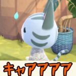 【あつ森】きゃぁぁぁそんなに見せないで！！ #shorts #あつ森 #あつまれどうぶつの森 #ゲーム実況