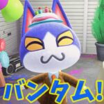 【あつ森】１２月の誕生日ボーイは・・・？？ #shorts #あつ森 #あつまれどうぶつの森 #ゲーム実況