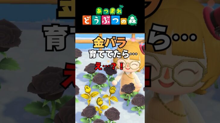 【あつ森小ネタ】金バラをコツコツ育ててたら…え？勝手に“これ”が生えた #shorts #あつまれどうぶつの森 #あつ森#金バラ