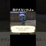 タランチュラ絶対捕まえるマン😆 #あつまれどうぶつの森 #あつ森 #ゲーム実況 #shorts