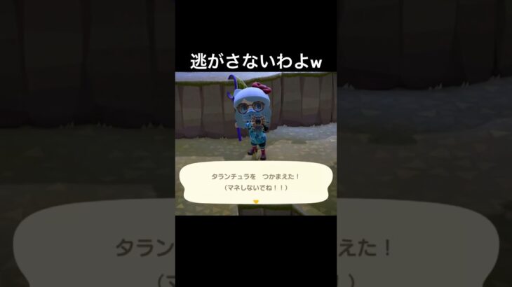 タランチュラ絶対捕まえるマン😆 #あつまれどうぶつの森 #あつ森 #ゲーム実況 #shorts