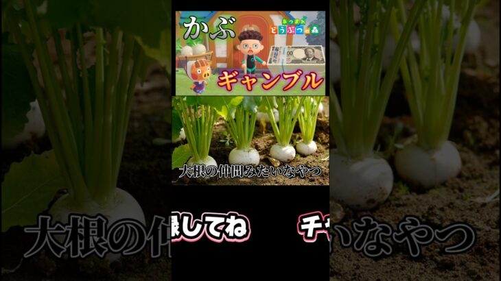 カブについて語ろうや！【あつまれどうぶつの森】【あつ森】 #あつまれどうぶつの森 #あつ森 #どうぶつの森 #ゲーム実況 #ゲーム #shorts
