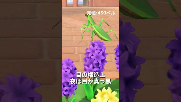 【あつ森】ムシ図鑑│カマキリ