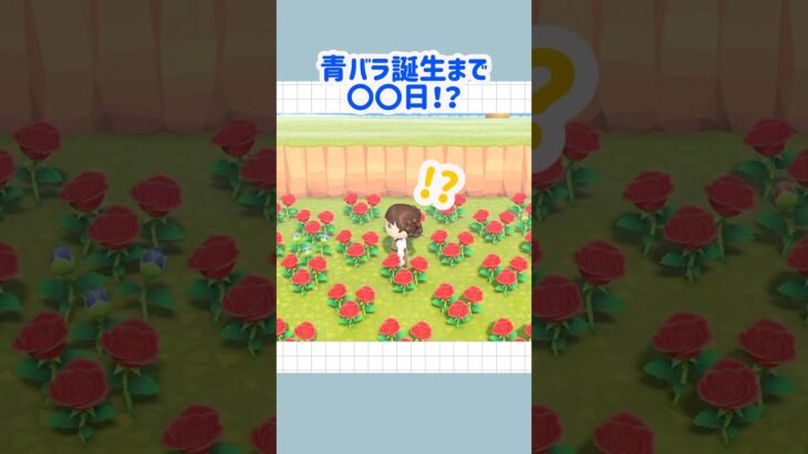 【あつ森】青バラ誕生日まで◯◯日!?