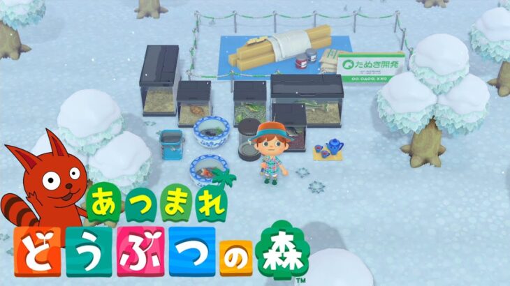 【あつ森】今日たぬきち商店ができます。【はじめから】【ライブ配信】