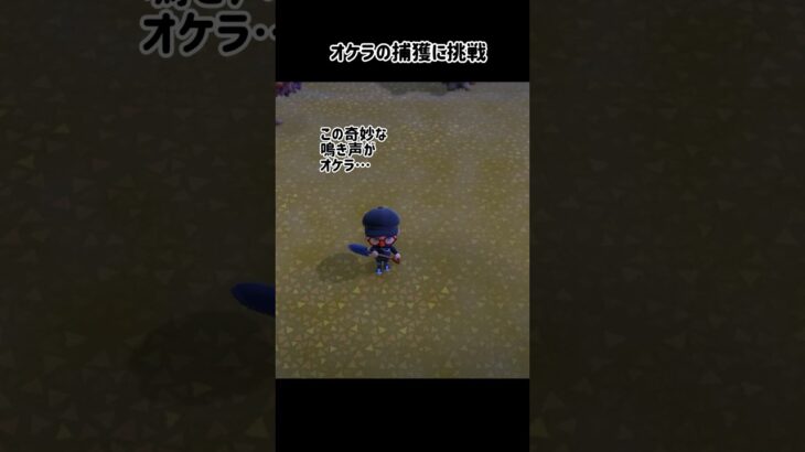 【あつ森】オケラ捕獲  #あつ森 #あつ森vlog  #あつ森ちゃちゃまる