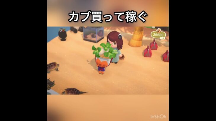 【あつ森】カブ売ってみた　結果　ベル稼ぐ　#vlog #あつ森 #あつまれどうぶつの森 #こはくちゃんねる2424